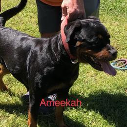 Ameekah - Rottweiler