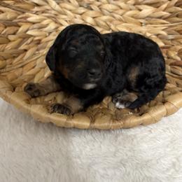 Light blue - Tri-color male Bernedoodle puppy in Calico Rock, Arkansas from Cottrell’s Poodles & Doodles