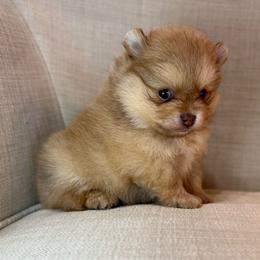 Trixi - Orange female Pomeranian puppy in Phoenix, Arizona from Luxpomz