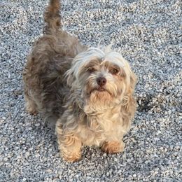 Emily - Havanese