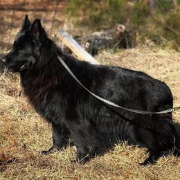 Ullana - Black female German Shepherd puppy in Salem, South Carolina from Von Maqqedah Haus German Shepherds