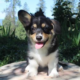 Anastasia (2150) - White and black female Pembroke Welsh Corgi puppy in Valley, Washington from Corgis of the Mountain Valley