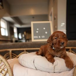 Brown Legacy - Red  female Goldendoodle puppy in Chicago, Illinois from Dos&CoKennels
