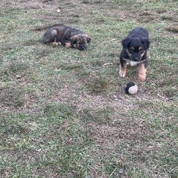 Australian Shepherd Puppies from Brick Church Aussies