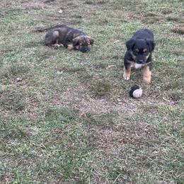 Australian Shepherd Puppies from Brick Church Aussies
