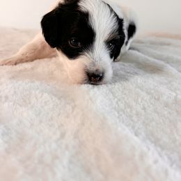 Aussiedoodle Puppies from Cotton Lane Puppies