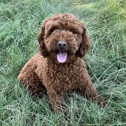 Gus - Cockapoo
