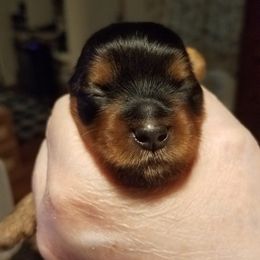 Yorkipoo and Yorkshire Terrier Puppies from Danza Bolo