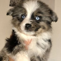 Pembroke Welsh Corgi and Toy Australian Shepherd Puppies from Double Bar H Corgis & Aussies