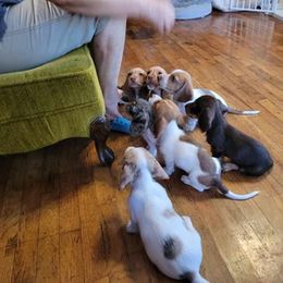 Dachshund Puppies from Lucky Dachshunds