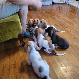 Dachshund Puppies from Lucky Dachshunds
