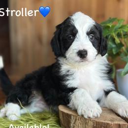 Stroller - Black tri-color male Aussiedoodle puppy in Lancaster, Minnesota from Finney Ranch