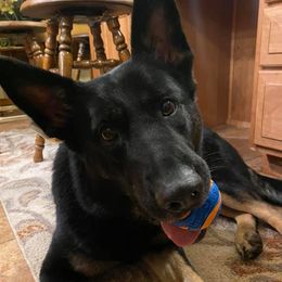 German Shepherds and Poodles from Sturmwolke German Shepherds