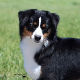 Bliss - Miniature American Shepherd