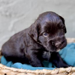 Bo - Chocolate female Australian Labradoodle puppy in Morgan Hill, California from Loving Labradoodles