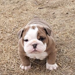 Bulldog Puppies from Luka Brasi Bullies LLC