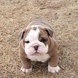 Bulldog Puppies from Luka Brasi Bullies LLC