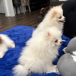 German Shepherds and Pomeranians from Luxury Pets of Central Texas