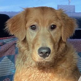 Golden Retrievers and Labrador Retrievers from Glenn Farm Retrievers
