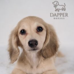 Nougat - Cream Dachshund puppy in Zephyrhills, Florida from Dapper Doxies