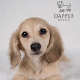 Nougat - Cream Dachshund puppy in Zephyrhills, Florida from Dapper Doxies