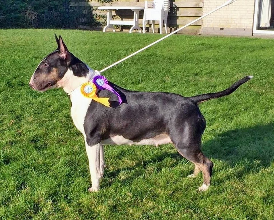 Bull Terrier stands in stacked position with show ribbons