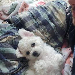 Bichon Frise Puppies from Waterloo Bichons AKC