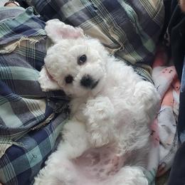 Bichon Frise Puppies from Waterloo Bichons AKC