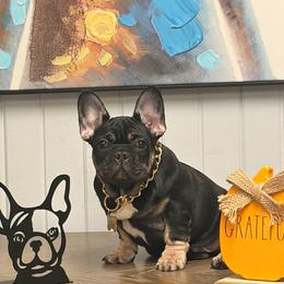 Ollie - Black and tan male French Bulldog puppy in Plano, Illinois from Velvet Fluffy Pups