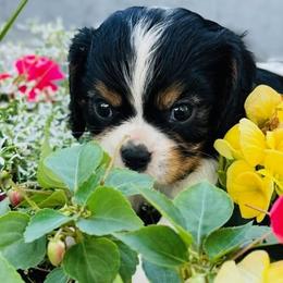 Boy 2 - male Cavalier King Charles Spaniel puppy in Sacramento, California from Applewood Cavaliers