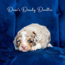 Aussiedoodle Puppies from Dani's Dandy Doodles