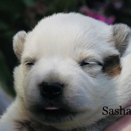 Sasha - Red speckled female Australian Cattle Dog puppy in Redding, California from Lone Pine Kennel