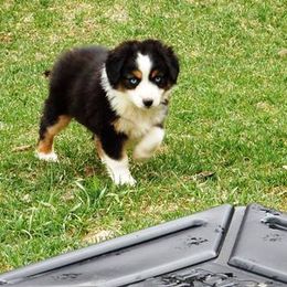 Miniature American Shepherd Puppies from Blue Moon Mini Shepherds