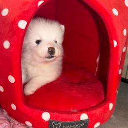 Yellow - White male Japanese Spitz puppy in Madison, Alabama from Cinabell Japenese Spitz