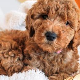 Goldendoodles and Poodles from Lydi Pups