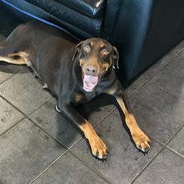 Nala - Doberman Pinscher