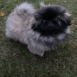 Pekingese Puppies from Peke'Lets Pekingese