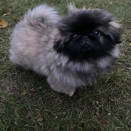 Pekingese Puppies from Peke'Lets Pekingese