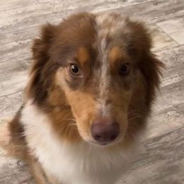 Vixen - Australian Shepherd