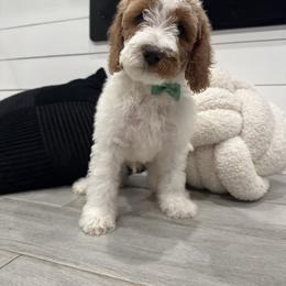 Goldendoodle Puppies from The Doodle House