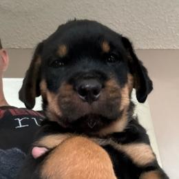 Green boy - Black and mahogany male Rottweiler puppy in Colorado Springs, Colorado from Von Locher Rotties