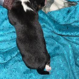 Moose Tracks - Black and white male American Corgi puppy in Waltham, Maine from Downeast Corgis
