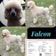 Falcon