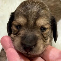 (Red) - Cream Dachshund puppy in Hanford, California from Cooper Gals Doxies