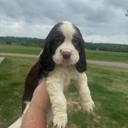 Bud - Liver white and tan male English Springer Spaniel puppy in Morrilton, Arkansas from Triple M Farms & Springers