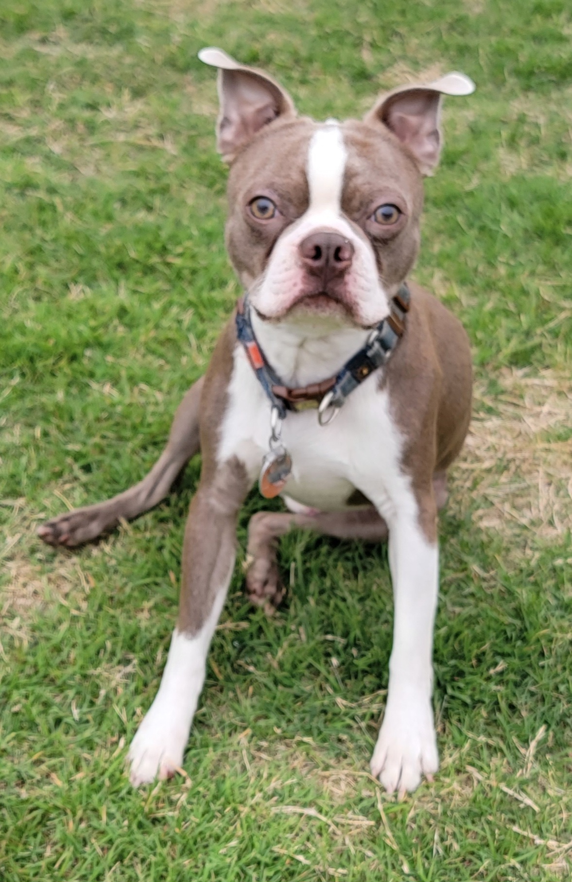 Rip - Boston Terrier