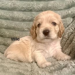 Wile - Buff male Cocker Spaniel puppy in Sumter, South Carolina from Cocker Eclipse In Home Kennel