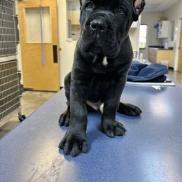 Cane Corso Puppies from Royal Class Kennels