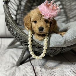 French Bulldog, Goldendoodle, and Golden Retriever Puppies from SoCalFamilyFrenchies, Doodles and more