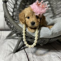 French Bulldog, Goldendoodle, and Golden Retriever Puppies from SoCalFamilyFrenchies, Doodles and more